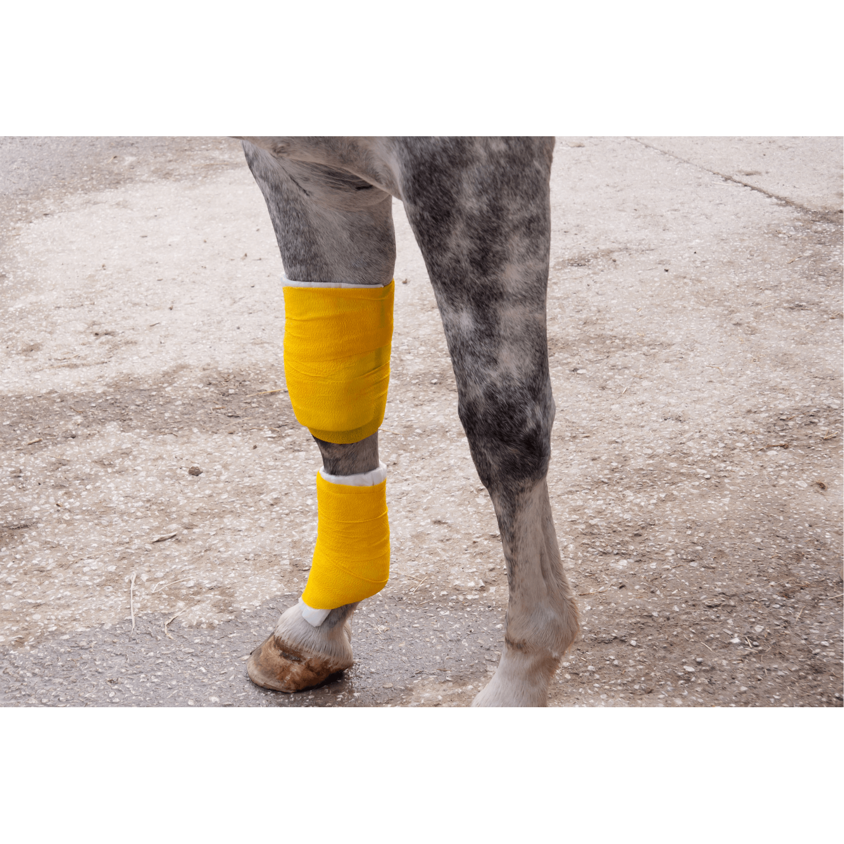 entorse cheval blessure